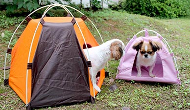 Camping With Your Pets?