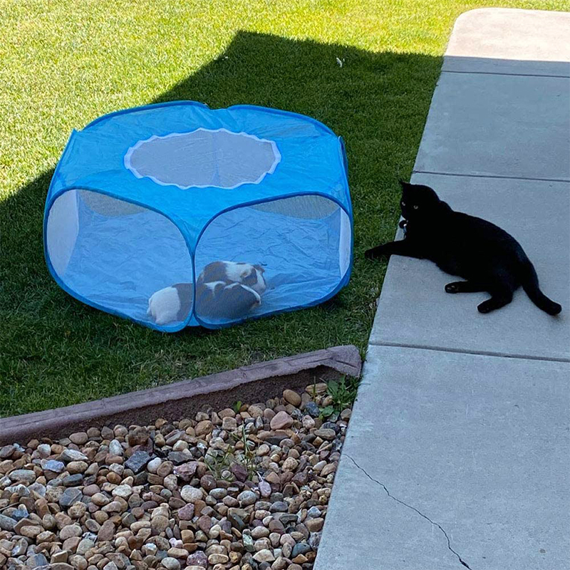 rats playpen