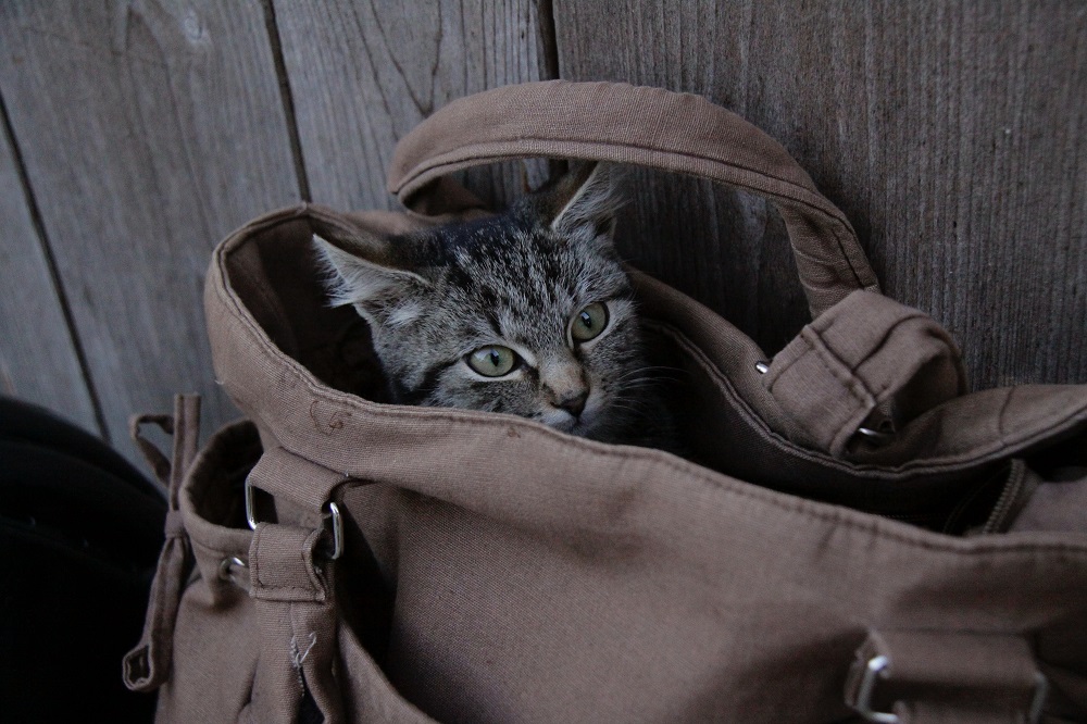 cat bag 