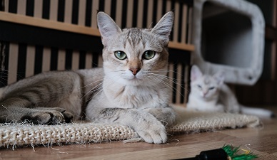 Are outdoor cats happier