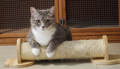 Use cat tunnels to change the cat’s personality