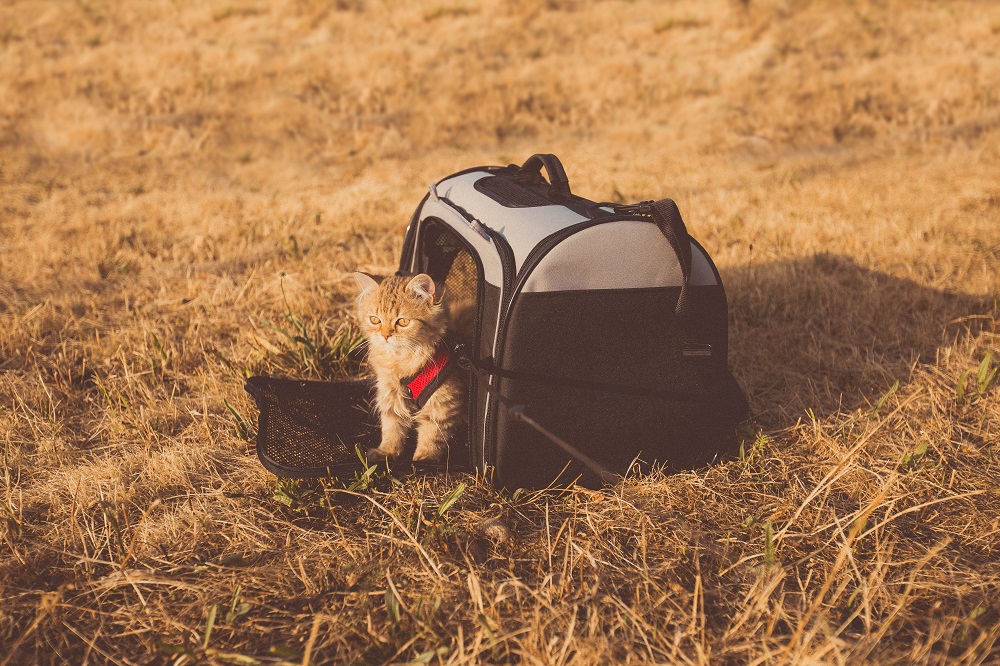 pet bag