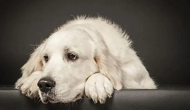 unhappy dog