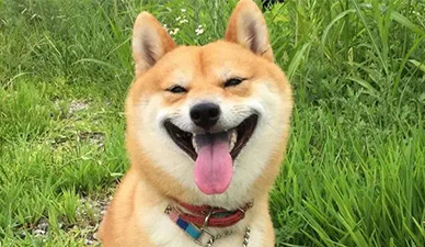 happy dog